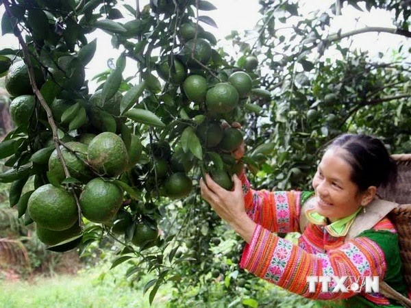 Australia giúp Hà Giang xóa đói giảm nghèo, thu hẹp khoảng cách phát triển - ảnh 1